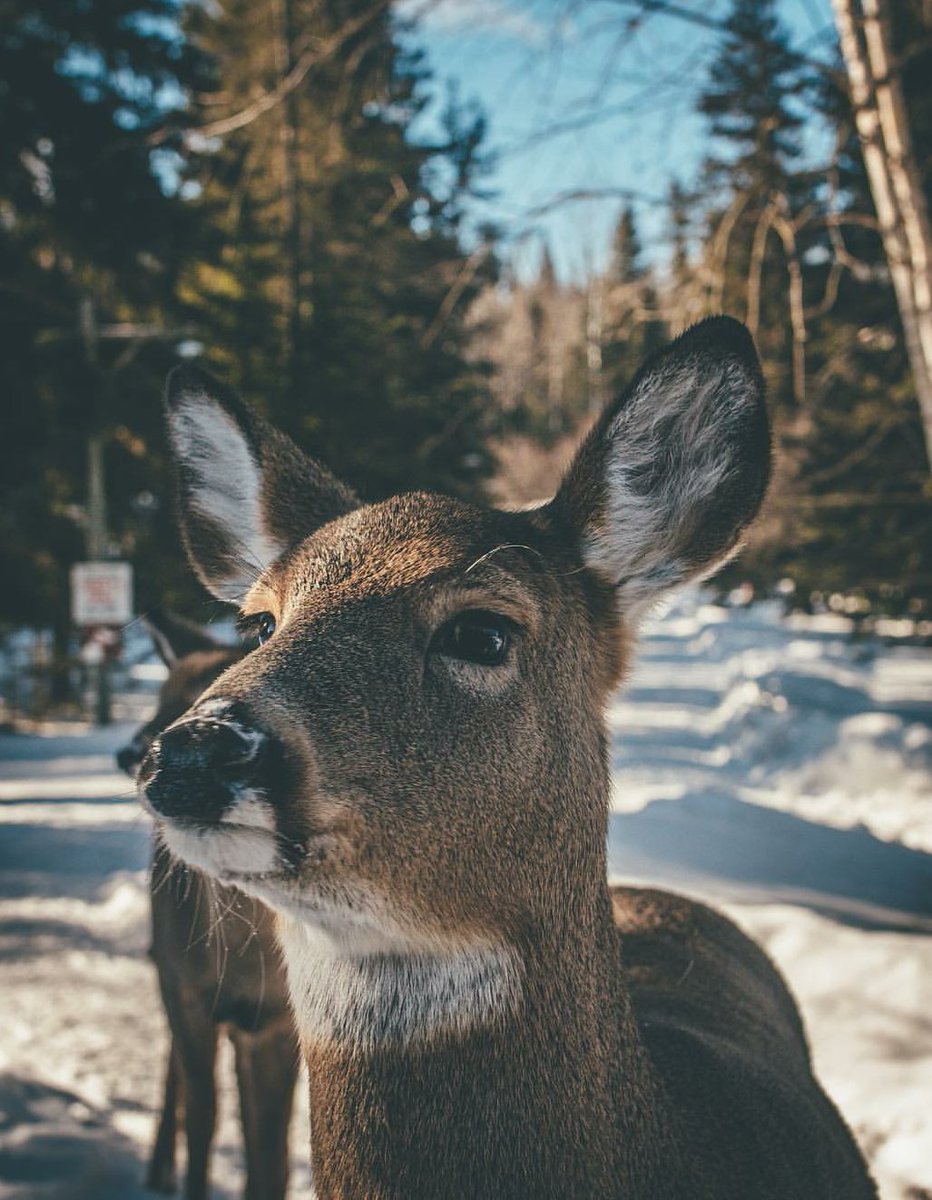 Oh deer! Oh my! Perfectly framed photo by Matt Pierce! instagram.com/p/BQPDaIXBJfz/
