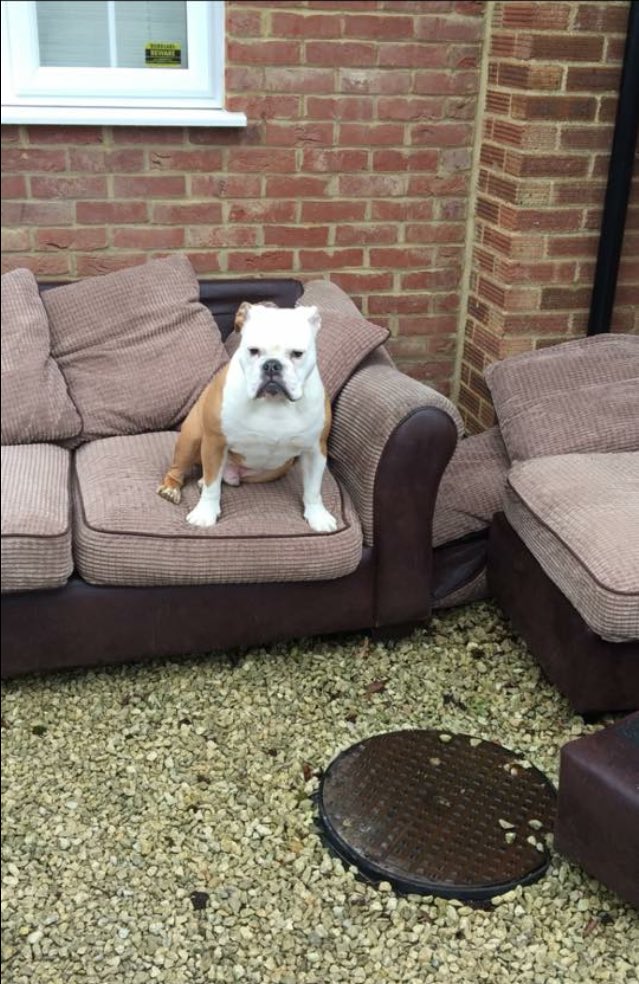 hoskinsbulldog's tweet image. WHAT ARE THEY DOING??? They've moved MY sofa outside!?! #dogsoftwitter #Bulldogs #sofadog