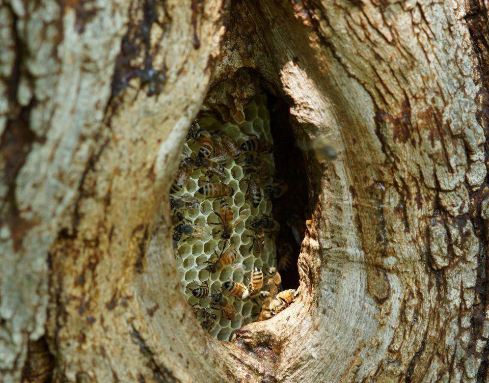 NaturalBeeTrust's tweet image. The allure of #treebeekeeping  bbc.co.uk/programmes/b08… 10m
Wild bees make sense😬 
Managed bees have management issues
#beecentered