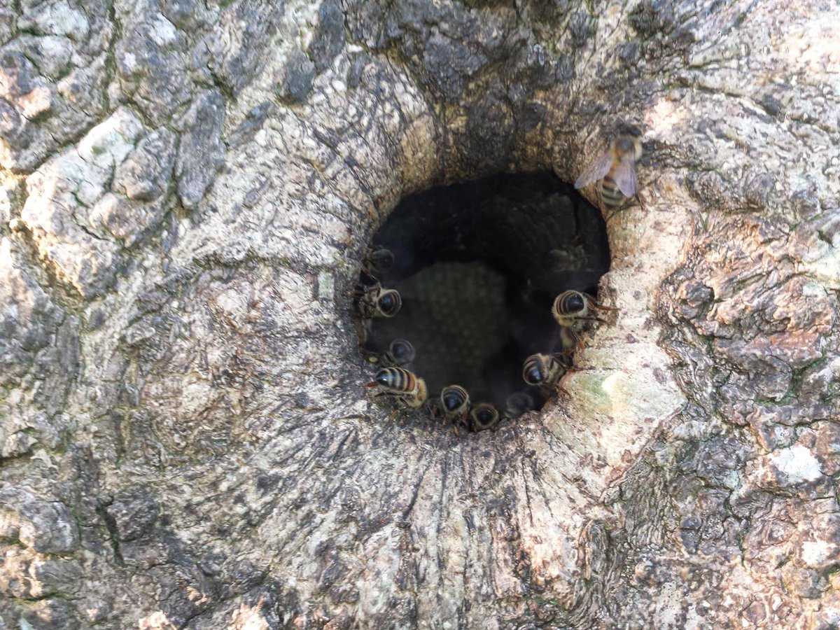 NaturalBeeTrust's tweet image. The allure of #treebeekeeping  bbc.co.uk/programmes/b08… 10m
Wild bees make sense😬 
Managed bees have management issues
#beecentered