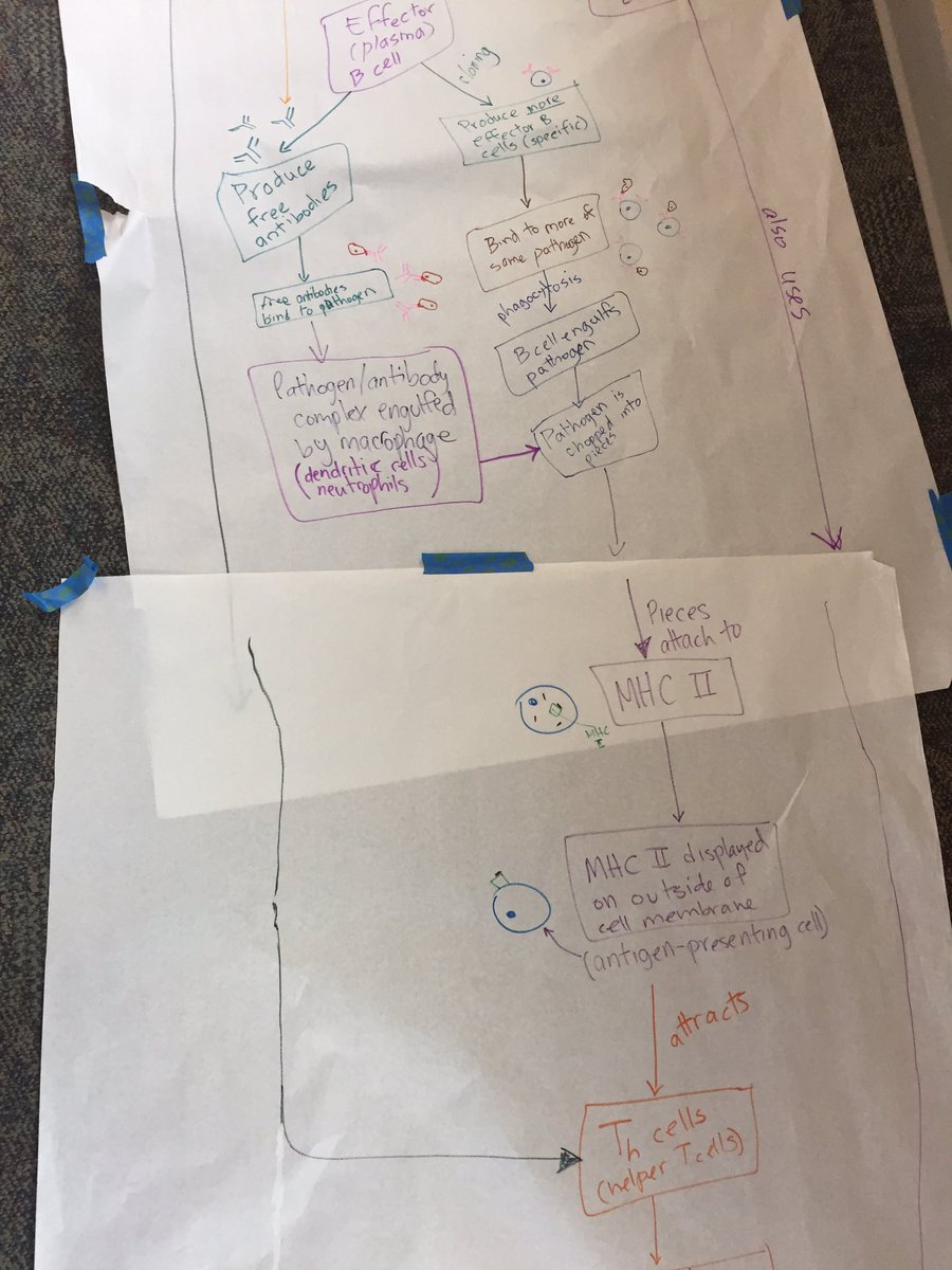 DebYats's tweet photo. The "simplified" flow chart for adaptive immunity in vertebrates. Ss are so thrilled... #apbio https://t.co/ZUx09JrT8v