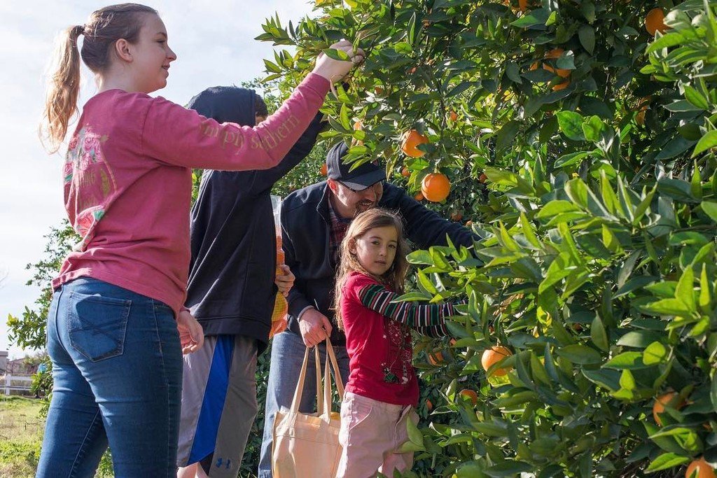 Agritopia Farm tweet media