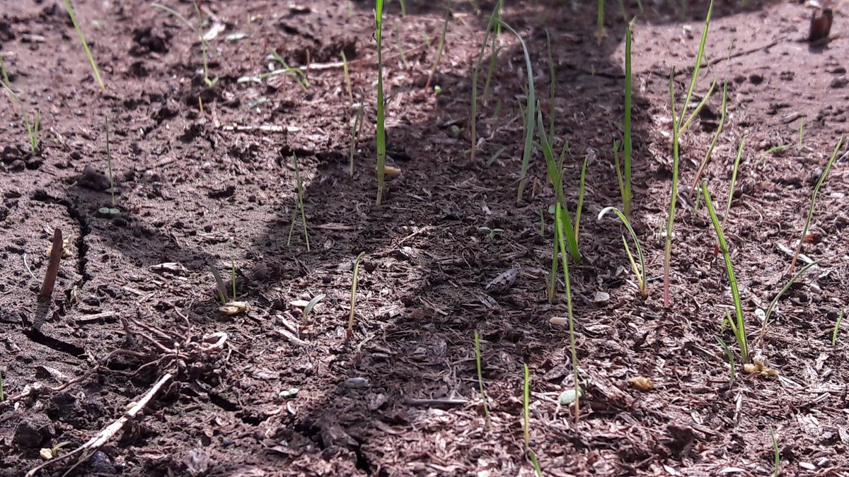 Carolina Martino tweet media