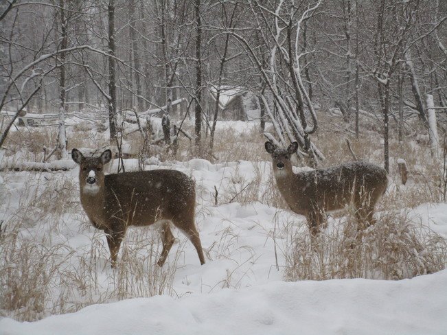 TheWeatherNetUS's tweet photo. Are you enjoying your winter as much as these deer? Share your #ScenesOfWinter today -- https://t.co/PJXCsNQlT3 https://t.co/fVynOUYBNb