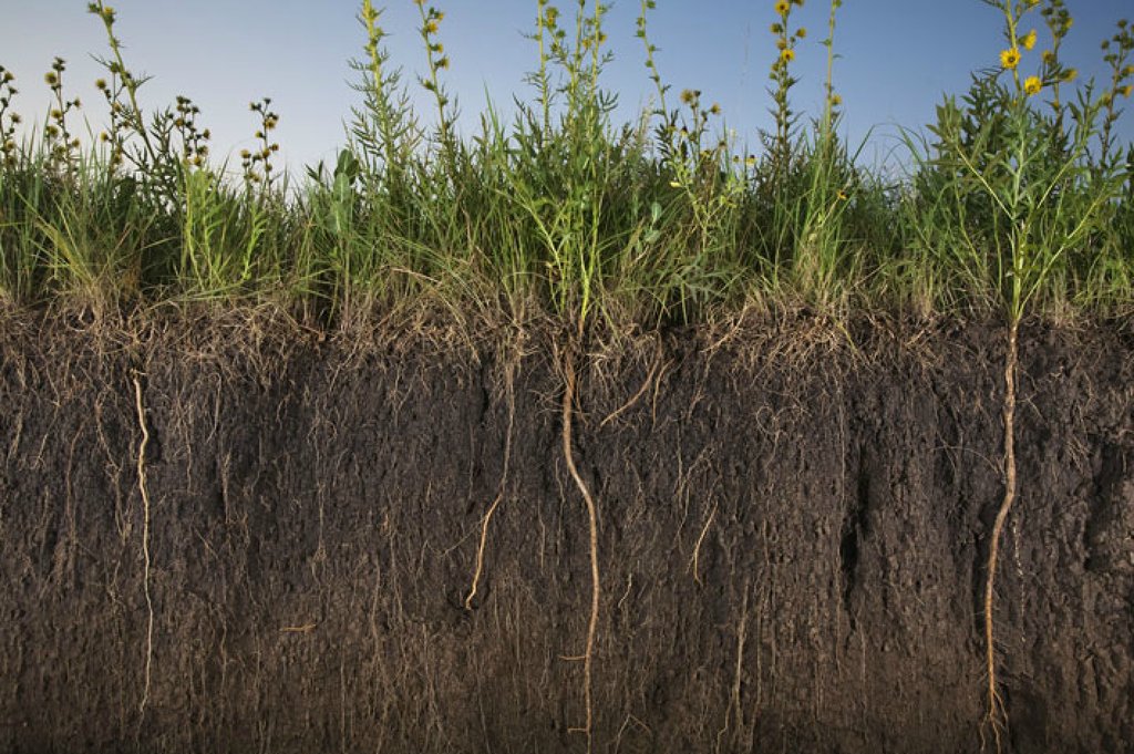 One Acre Fund (@oneacrefund) on Twitter photo Our future rests on the #soil beneath our feet. A collection of amazing <a href="/NatGeo/">National Geographic</a> soil photos: bit.ly/1jRCpPV Our future rests on the #soil beneath our feet. A collection of amazing <a href="/NatGeo/">National Geographic</a> soil photos: bit.ly/1jRCpPV