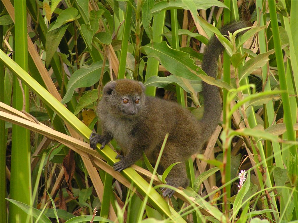 seacology's tweet photo. Fourth new project, protecting wetland habitat of critically endangered #bandro #lemur in #Madagascar. https://t.co/DA6IHdUPz7 https://t.co/IWlrJnydi7
