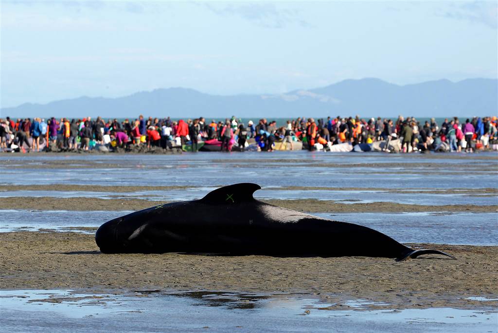 Greenbaumly's tweet photo. These people are incredible. Volunteers Race to Save Beached Whales After Hundreds Stranded in New Zealand https://t.co/04xRD3yNCH https://t.co/c4sBILTarS