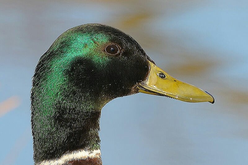camself1's tweet photo. Mallard (Male)

The green of your head
Is a phosphorescent green:
Shimmering and chic.

#mallard #haiku #birdsofbritain https://t.co/SIrxcSsHD4