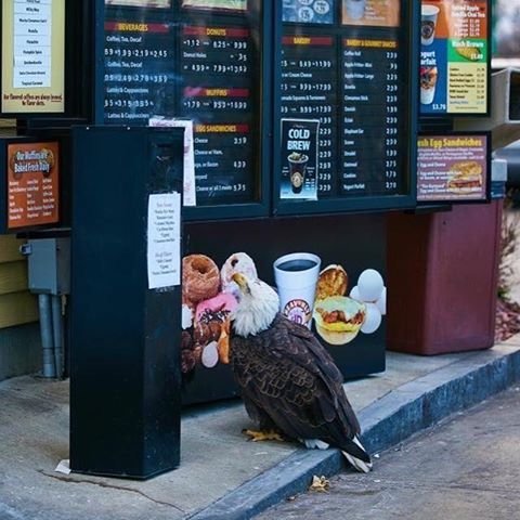 TailsTreasure's tweet photo. Just ordering some 'Freedom fries' at the fly-through https://t.co/V5zoZNw7nQ