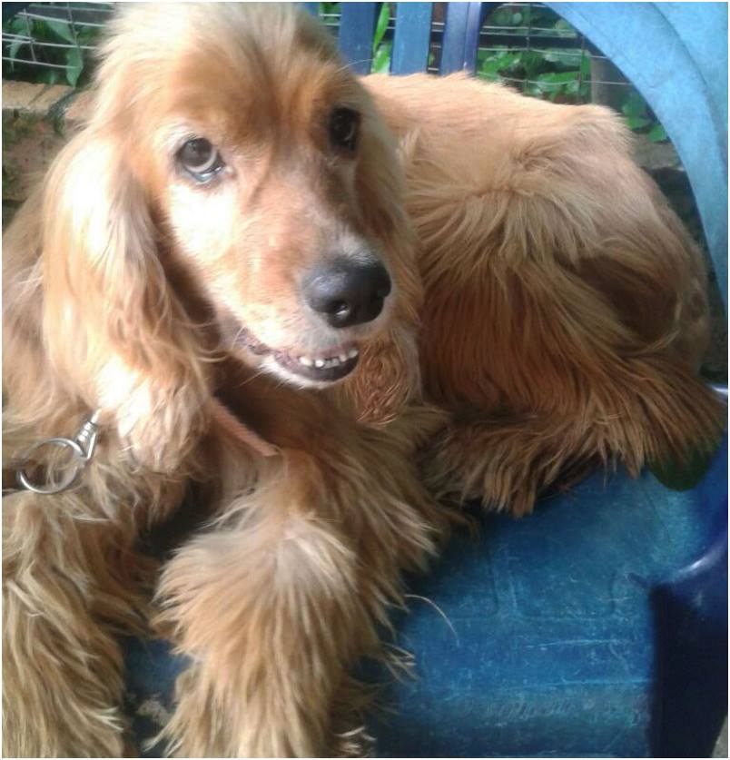 apoyocanino's tweet photo. Lía tiene 7 años y es una Cocker que busca hogar. Te animas? https://t.co/qHYwRQVE4H https://t.co/W3EI9G52Vj