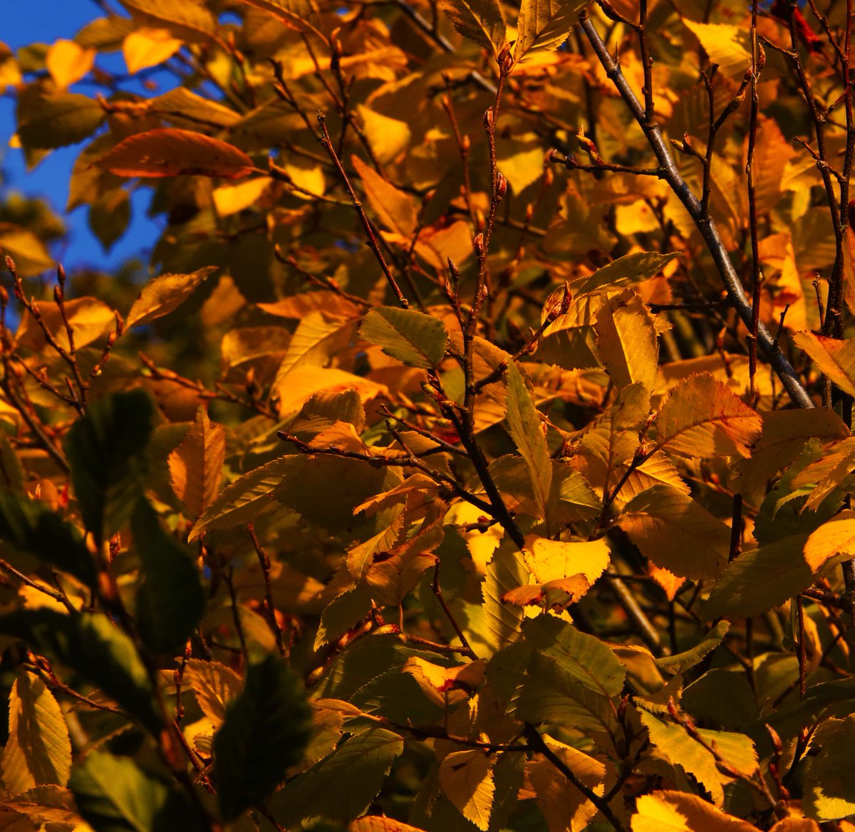 Acousticspectru's tweet image. How to photograph Autumn leaves bit.ly/2kGlL88 #guestposts #tipsandtricks