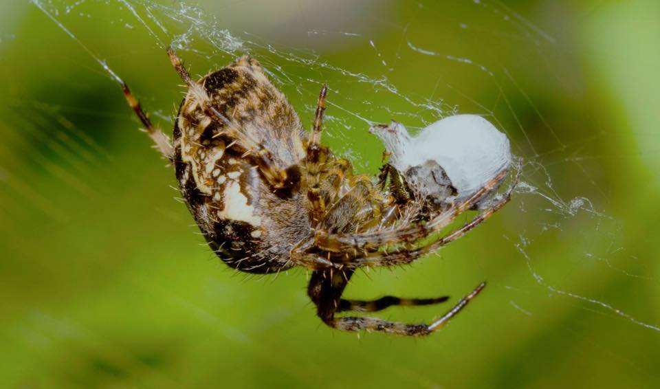 Acousticspectru's tweet image. Sigma Macro lenses bit.ly/2kmTwLy #technology #tipsandtricks