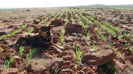 VaderstadNA's tweet image. Regardless of field conditions, Seed Hawk performs. #FirstInField #Precision #NoStoneUnturned