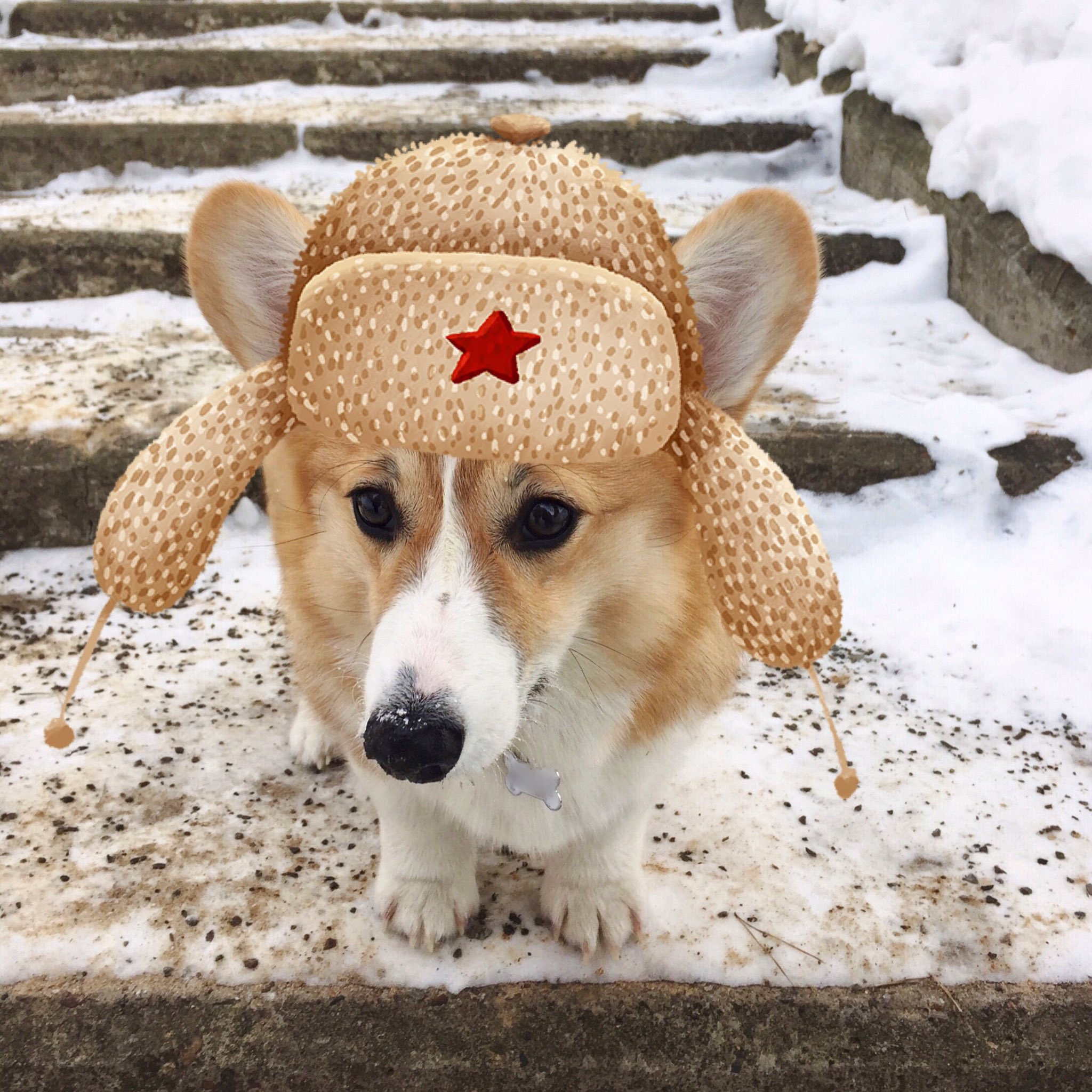 Russian hat for clearance dogs