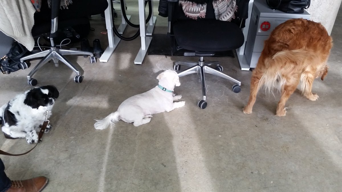 alexie_elisa's tweet photo. There are just a few dogs here today at @arcanebrand #DogsOfArcane https://t.co/x68HM0UhiS