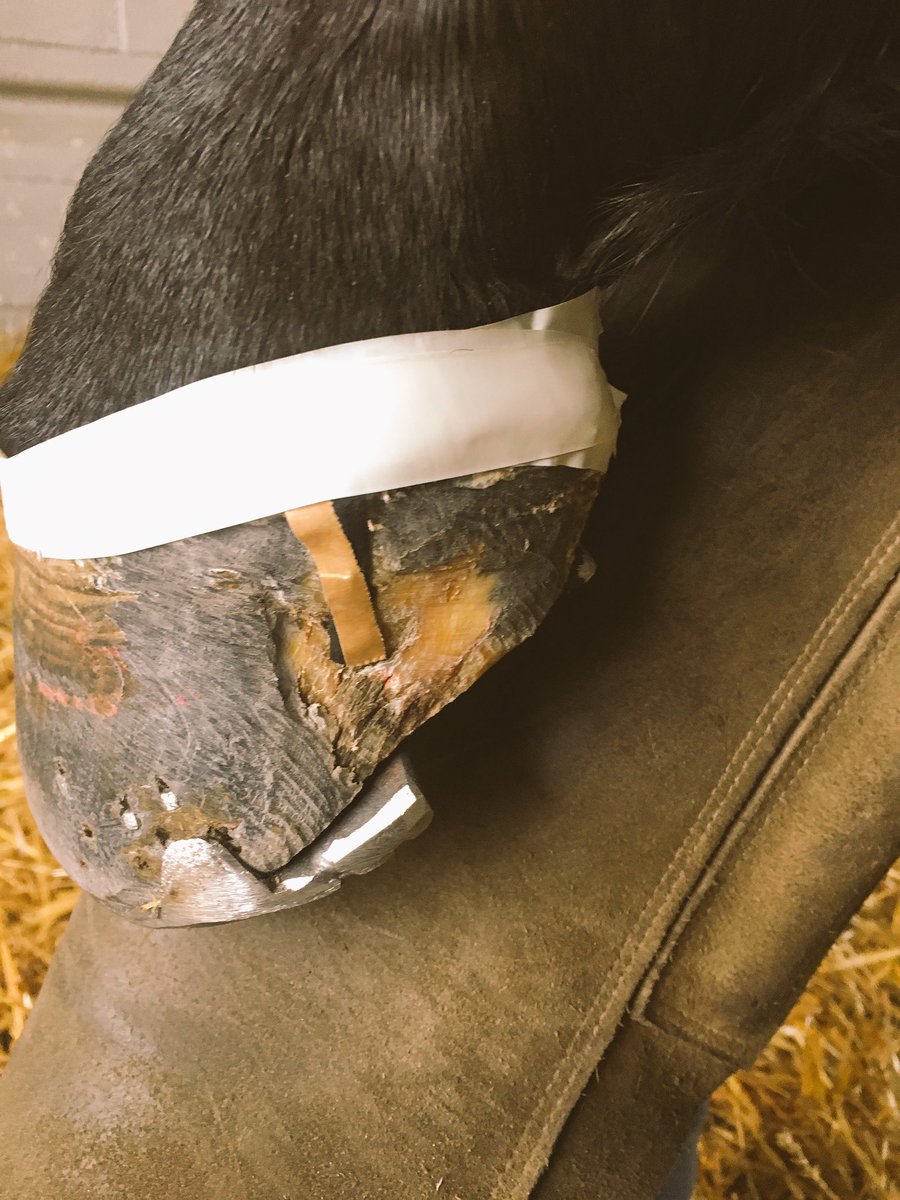 AshleyBerry88's tweet photo. We will continue to monitor this horse through out the year #continuecare https://t.co/aXu8ivKb0O