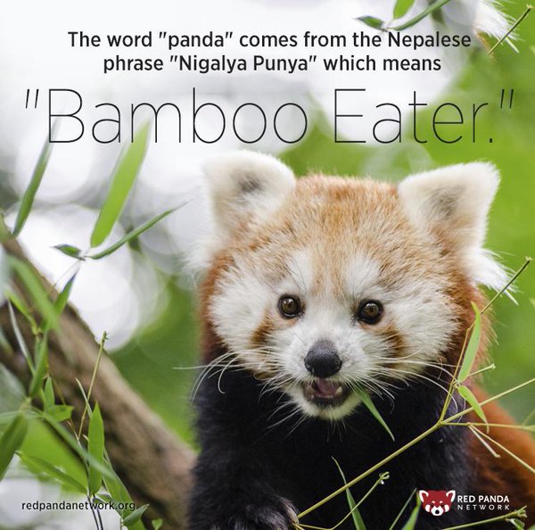 Bliadhnaichean's tweet image. #SaveRedPandas*
@Whippenz
*#SavePandas*