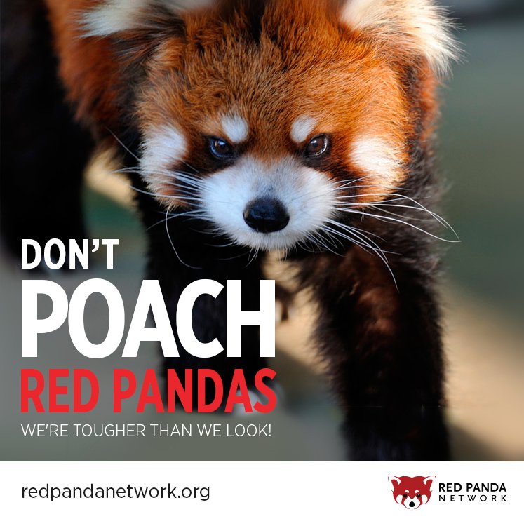 Bliadhnaichean's tweet image. #SaveRedPandas*
@Whippenz
*#SavePandas*