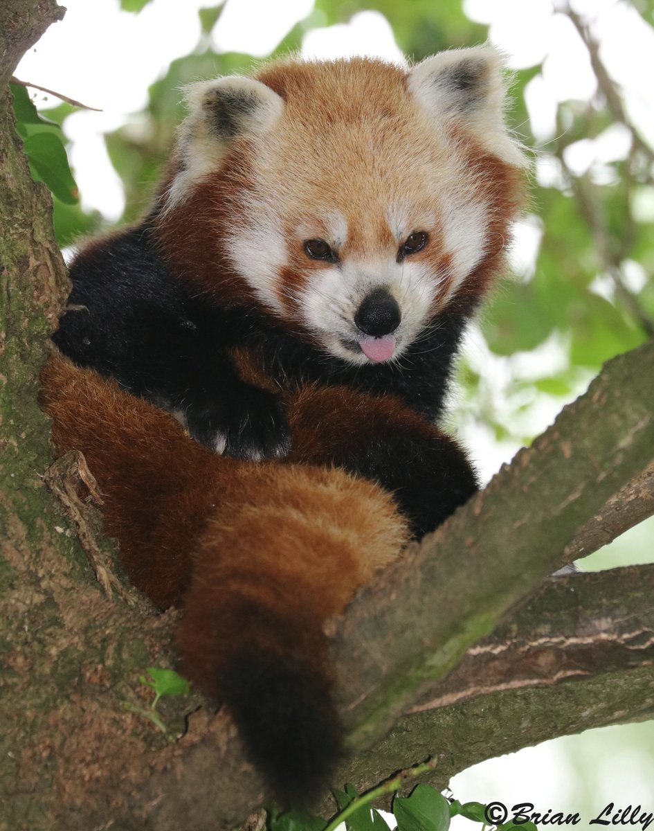 Bliadhnaichean's tweet image. #SaveRedPandas*
@Whippenz
*#SavePandas*