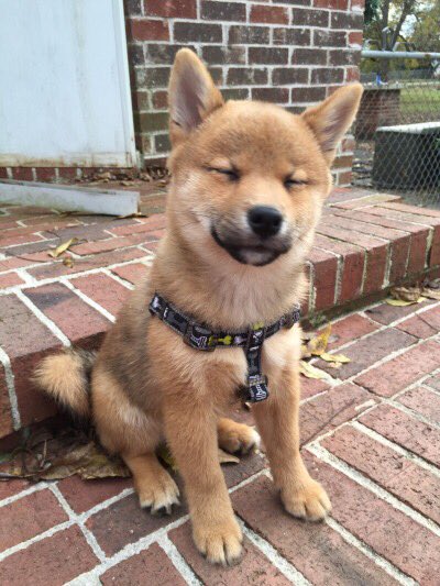 ✦❃Advanced Life❃✦ tweet media