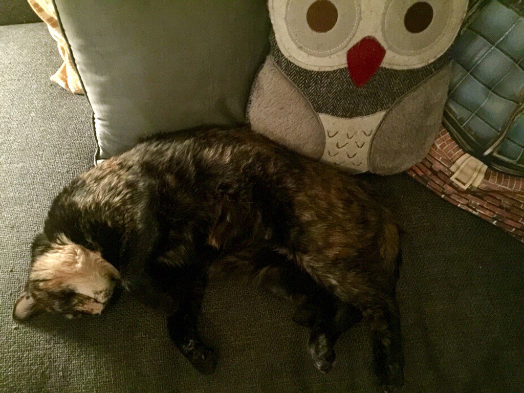 2cats1desert's tweet photo. Weekend slumber on the couch. Owl optional #catsofdubai #owl #greekcats #oneeyedcats #AdoptDontShop #housecat https://t.co/2mzHlccutn