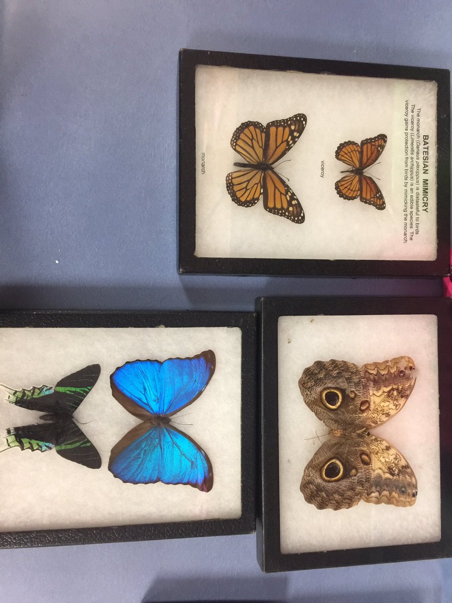 Julie Baty-Triolo tweet media