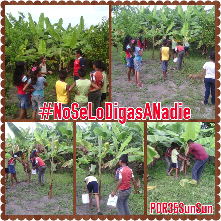 BPython_POR35's tweet image. #NoSeLoDigasANadie En POR35 Sun Sun La Brigada Python Realizo Limpieza y Abonada Del Conuco De Platano @dppsuv @guerrero17260 @lugo_colina1