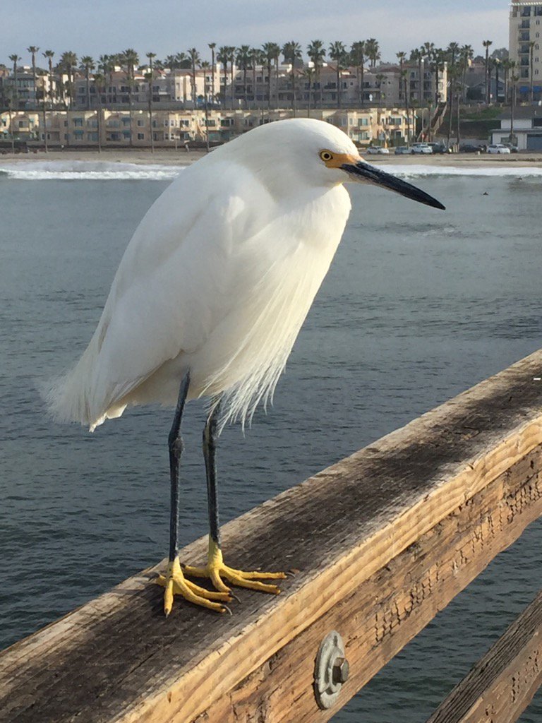 Good morning from the pier