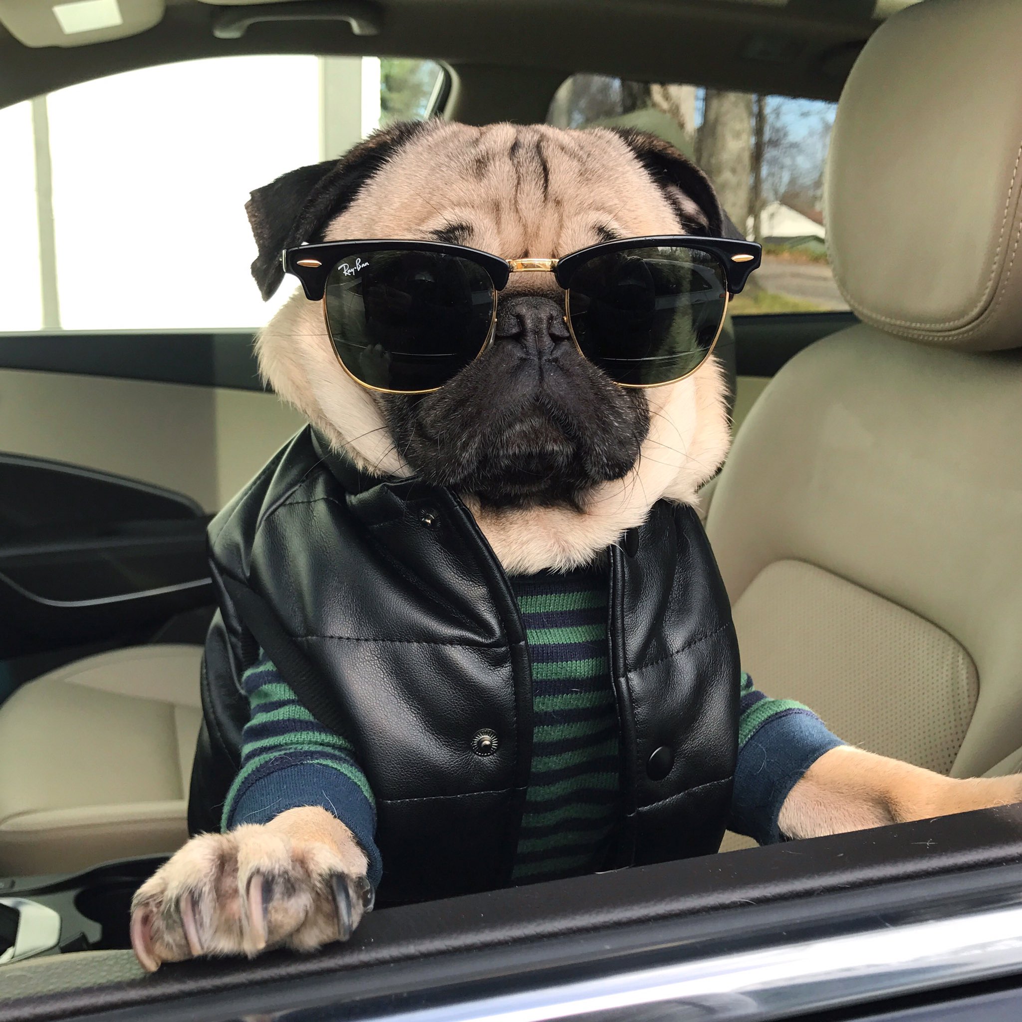 Doug The Pug on X: When u find the sunglasses that u thought u