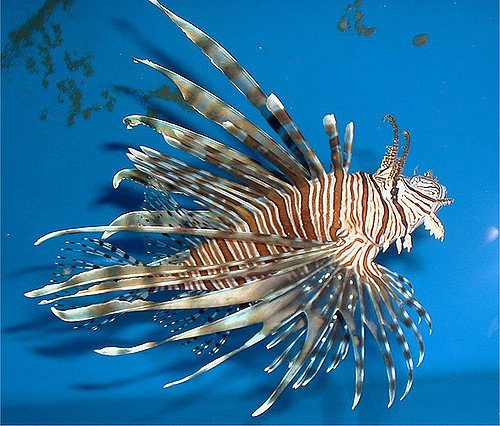 The lionfish is wreaking havoc in the Gulf of Mexico, where a female can release 115,000 eggs every 2-3 days. #storyresearch #invasive