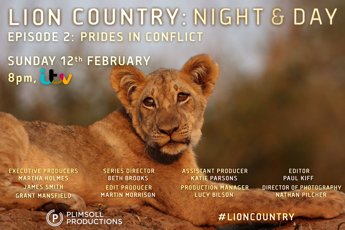 If you're in the UK, catch #LionCountry on ITV this Sunday to see 'our' lions in action. Filmed at #lioncamp in 2016.