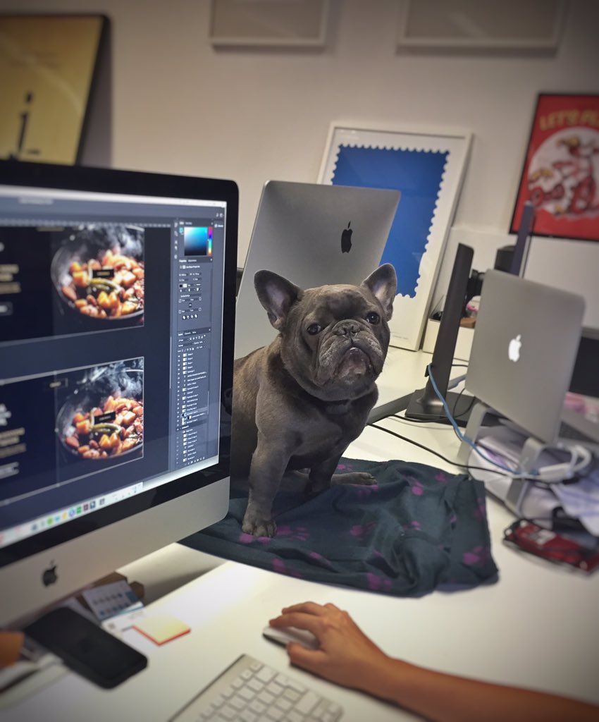 davefromjam's tweet photo. @AndyPJo1 @JaimeGee back at you Andy, here is Maurice getting excited about the weekend #grumpyOfficeDog https://t.co/j4g2P3tB5X