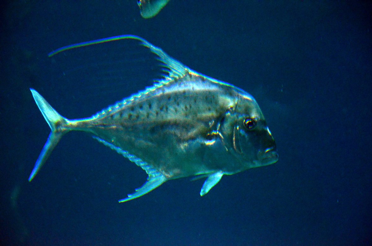MoskvariumGuide's tweet photo. 1-2-3-4  thread-finned trevally-рыба-философ (рыба монетка) очень красива, форма тела плоская. хищник, обитатель кораловых рифов #москвариум https://t.co/r7NL4WKCgV