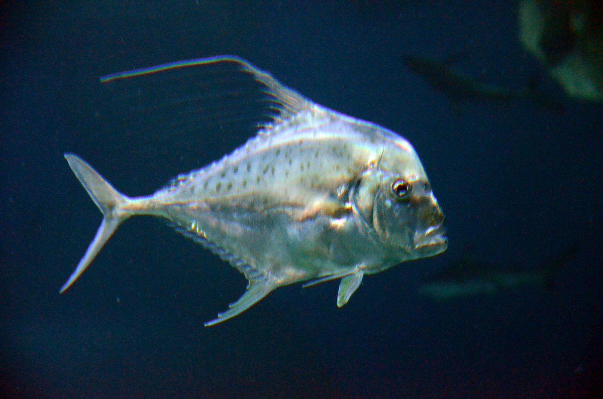 MoskvariumGuide's tweet photo. 1-2-3-4  thread-finned trevally-рыба-философ (рыба монетка) очень красива, форма тела плоская. хищник, обитатель кораловых рифов #москвариум https://t.co/r7NL4WKCgV