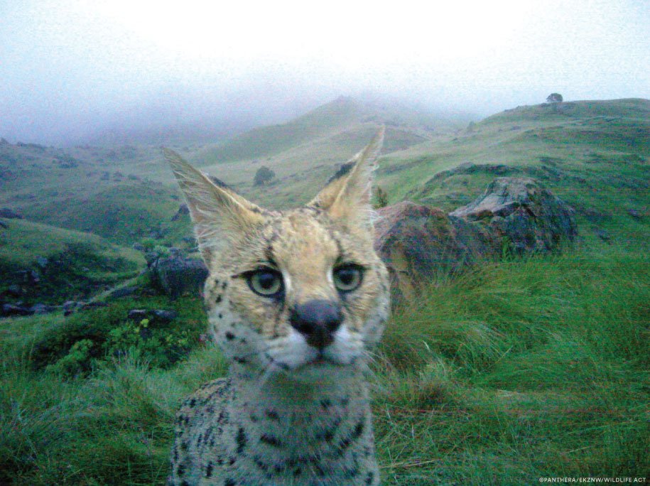 PantheraCats's tweet photo. Happy Friday! This camera trap capture of a curious serval was taken in #SouthAfrica's uKhahlamba-Drakensberg National Park! https://t.co/Fv3hjB3gx0