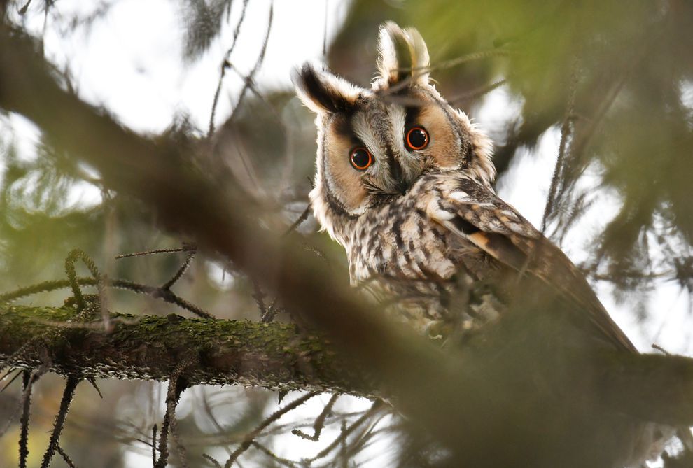 TreehuggerTwo's tweet image. Owl of a sudden, long-eared owls are everywhere mnatu.re/2kAyXwJ by @russmclendon