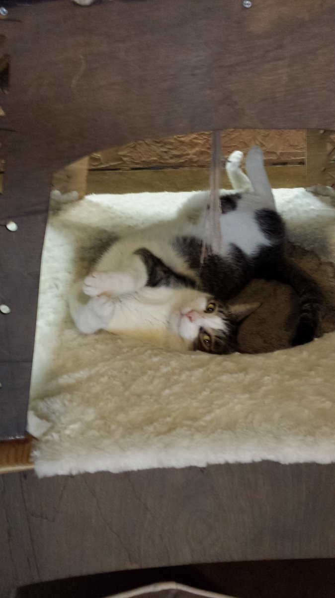 CatCafeSanDiego's tweet photo. Enjoy your last #euec2017 networking break with #coffee and fun @sdhumane #cats a short walk from @SDConventionCtr @EUEConference https://t.co/PuYEd1T4q3