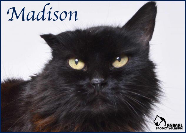 APLSpringfield's tweet photo. Madison is a sweet 8 yr old. Above everything else, she LOVES getting pets and attention!  She is front declawed. Come meet her at APL! https://t.co/FGVfxa5VXk