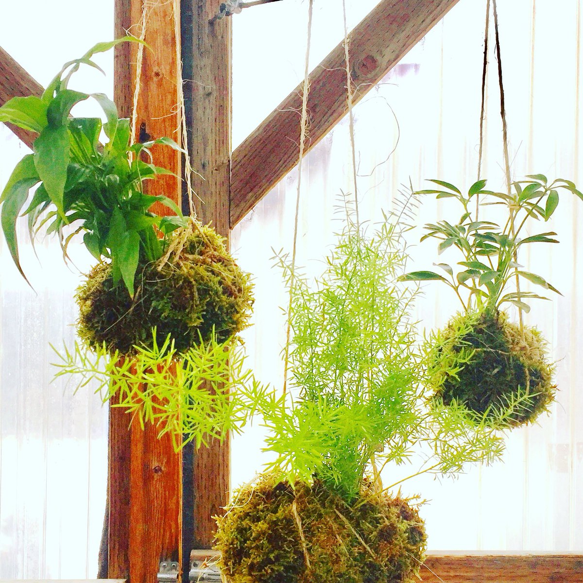 Join us tomorrow, Saturday, 1:00-2:30p, for a DIY #kokedama #plant design workshop! Cost: $25; call us (970)926-5504 to reserve your spot.
