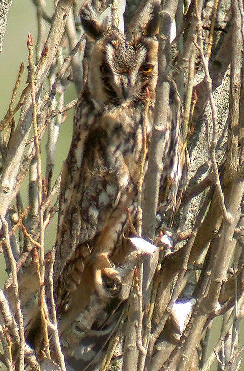 AquilaNatura's tweet photo. El secreto mundo de las rapaces nocturnas: curso de Identificación de Aves Rapaces… https://t.co/3IIBMnZMjD https://t.co/LV8WeCdPGm