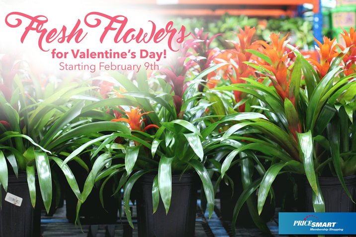PriceSmartba's tweet photo. Visit our Club this weekend and find fresh Bromelias and Anthuriums for Valentine's Day! 💝 https://t.co/Qjx4UueW3d