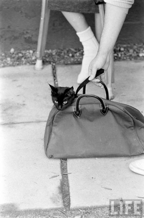 StefanoRocca9's tweet image. #CatCasting 

1961: Black Cat Auditions In #Hollywood

#SapereCondiviso #Cinema

Greetings! @buds2tall @LilyMarsWrites @BrindusaB1