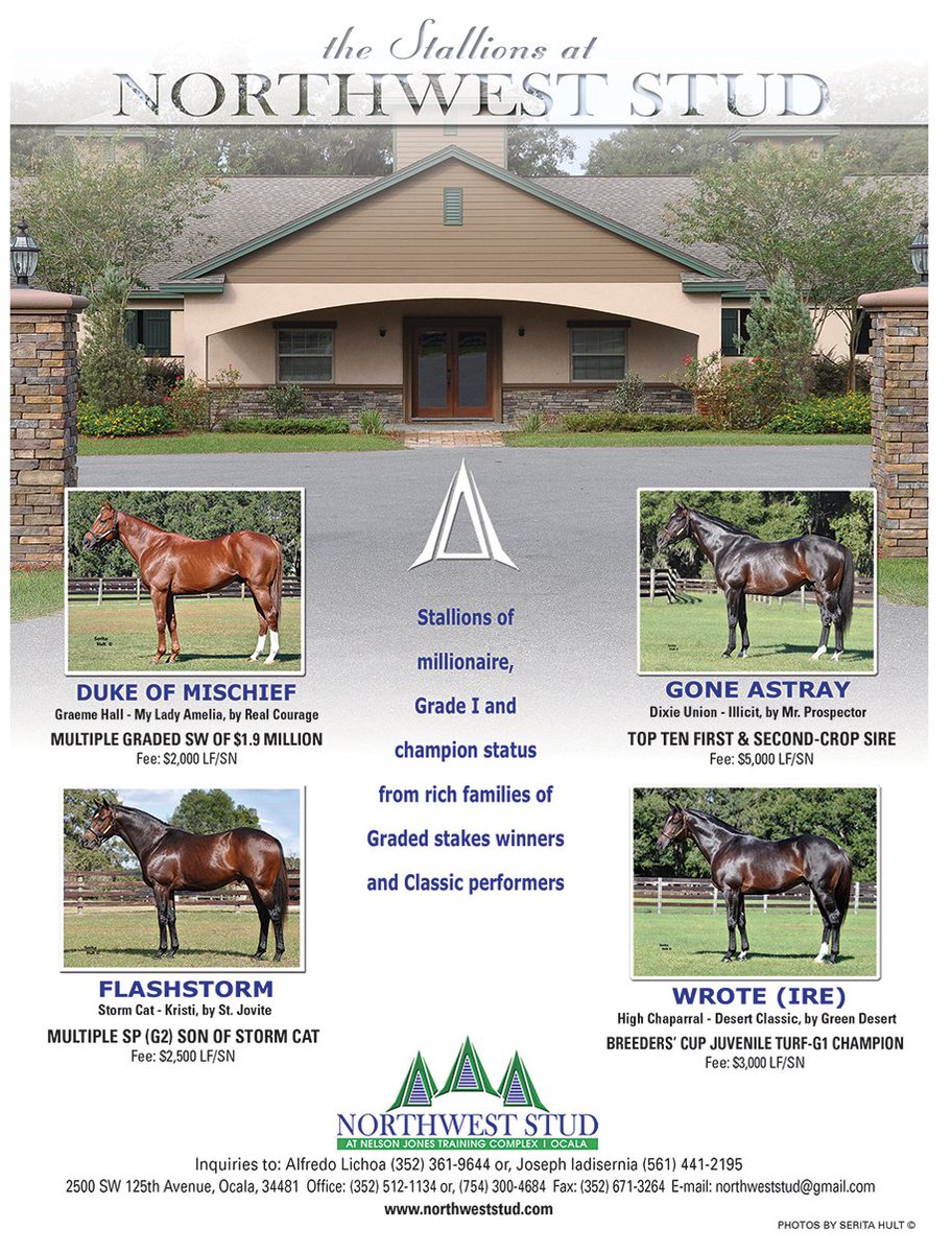 florida_horse's tweet photo. The Stallions of Northwest Stud
@NWStud1 #DukeofMischief #Flashstorm #GoneAstray #Wrote
#floridasires #floridafarms #OcalaMarionCounty https://t.co/l8uEqdfyVD