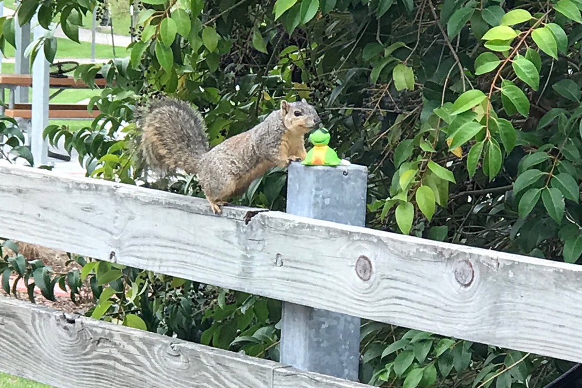 Sheldon spent a few minutes today looking over the race course, and then...a quick kiss for good luck. ❤️