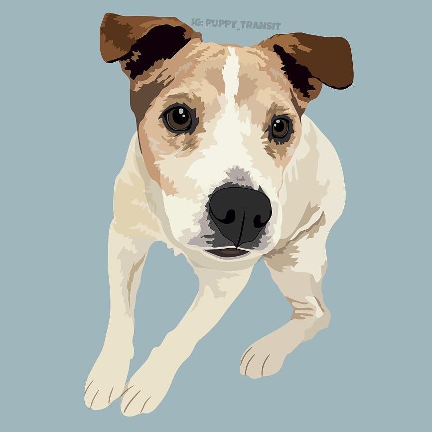 zen_and_dogs's tweet photo. For today's #FlashbarkFriday, we are honoring the memory of sweet Mr. Jack. He crossed the… https://t.co/5IBl8yzFZi https://t.co/5qEjXBZOGb