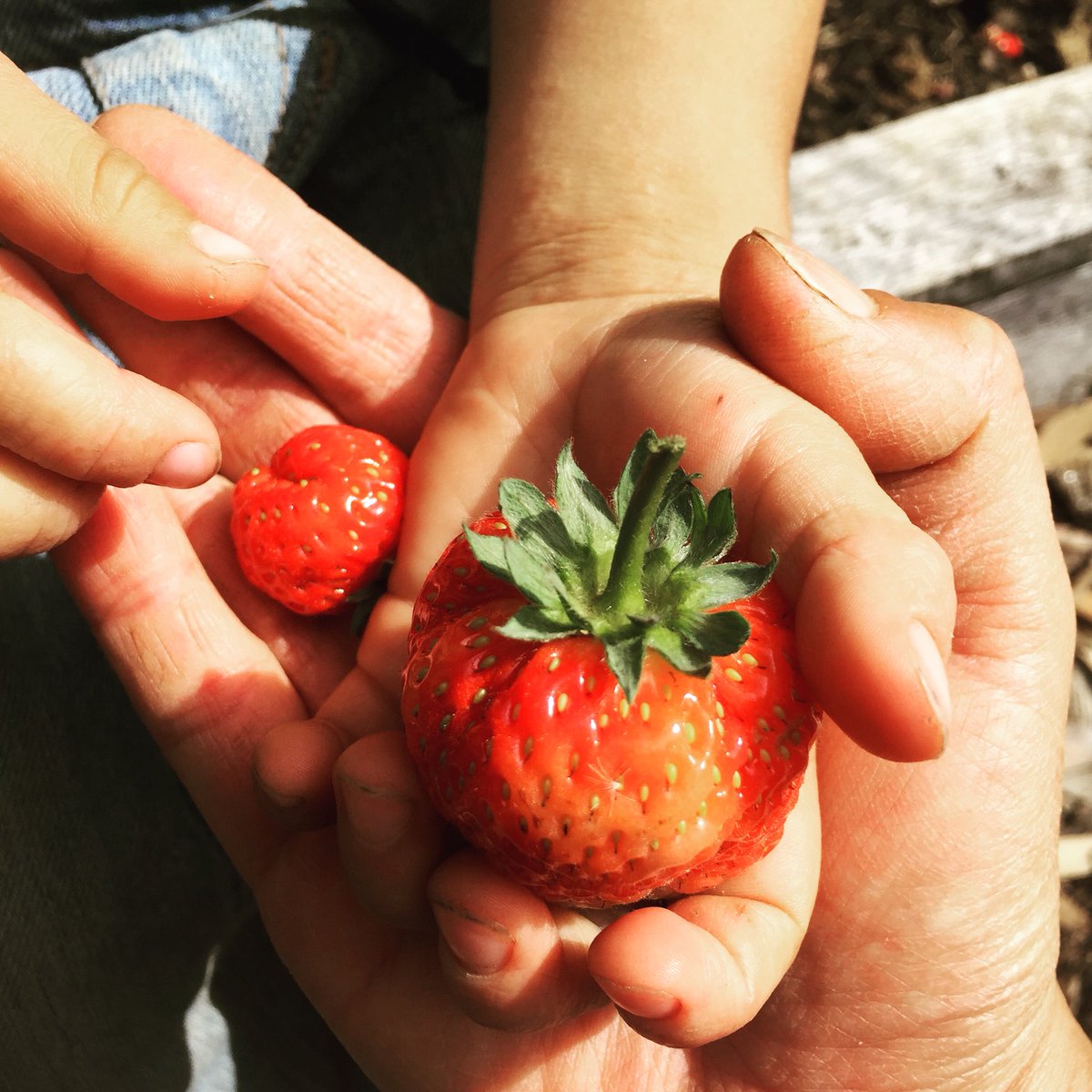 CoreenUng's tweet photo. When you're trying to take a photo of his strawberries and he just wants to eat them. #theboy #fruitaddict #growyourown #strawberries https://t.co/gYLcr0yoVy