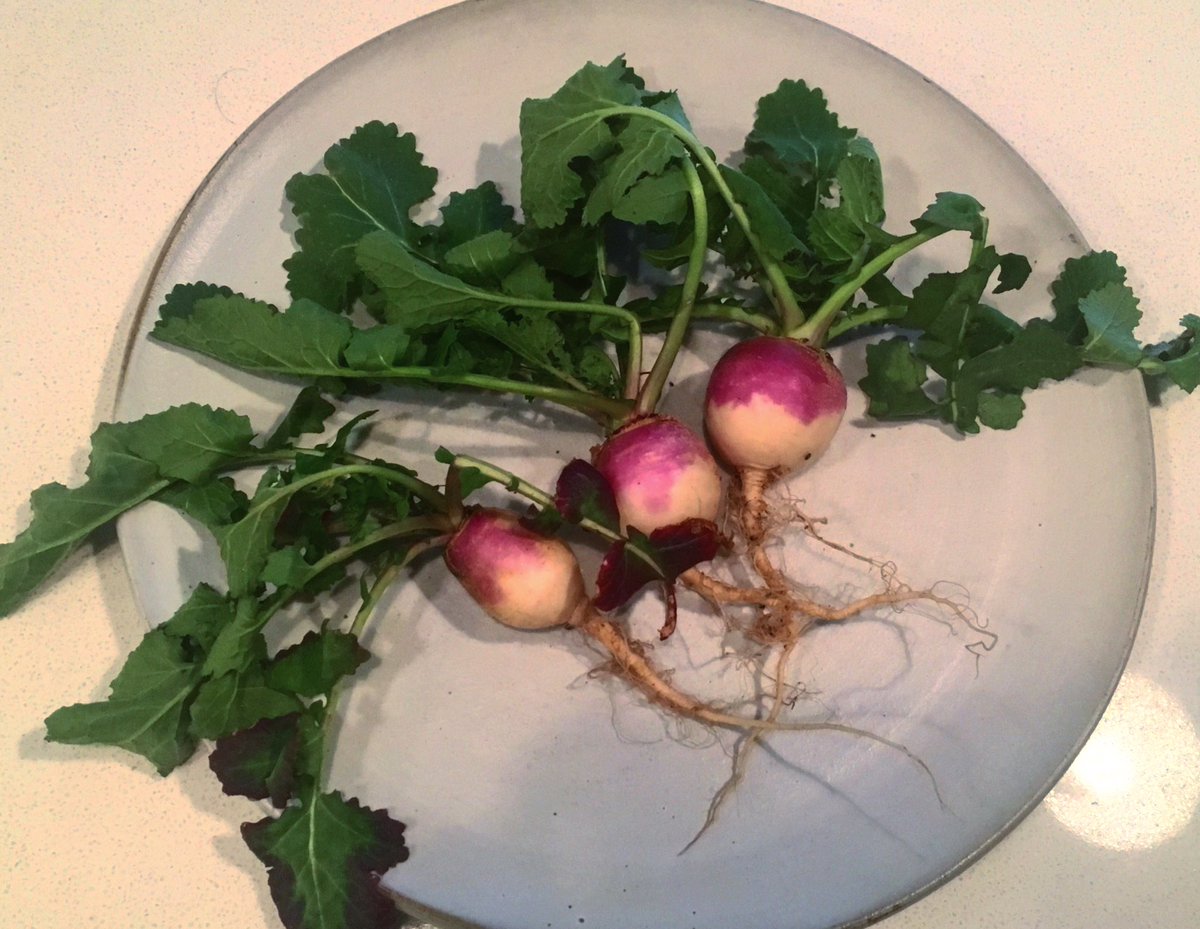 CentrolinaDC's tweet image. These @dcurbangreens turnips have stolen our hearts 💕 #urbanfarming #slowfoodmovement