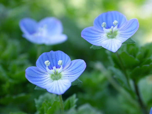 تويتر もも على تويتر おはようございます 2 11誕生花 オオイヌノフグリ 花言葉 愛くるしい 別名星の瞳 オオバコ科の2年草 早春の道端や雑草の中でよく見かける青い花 一面に咲いている姿は春を告げてくれます ネモフィラに似ていますがネモフィラは2 3