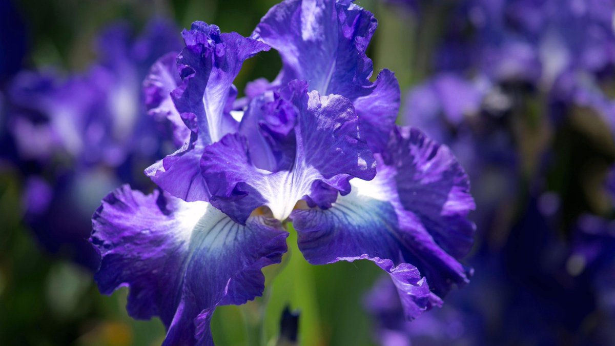 World Love Flowers Loveflowers Facts Blue Iris Symbolizes Faith And Hope Yellow Iris Symbolizes Passion While White Iris Symbolizes Purity T Co Dkoreba9t6 World Love Flowers Loveflowers Facts Blue Iris Symbolizes Faith And Hope Yellow Iris Symbolizes Passion While White Iris Symbolizes Purity T Co Dkoreba9t6