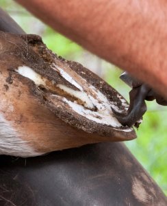 CentaurForge's tweet photo. This weekend, get the Best Deal in the USA on GE E-Z Hoof Nippers, $199.99 each!
#centaurforge #bestdeal #sale
https://t.co/6BuRW7gJyQ https://t.co/9GcMBOVSCs